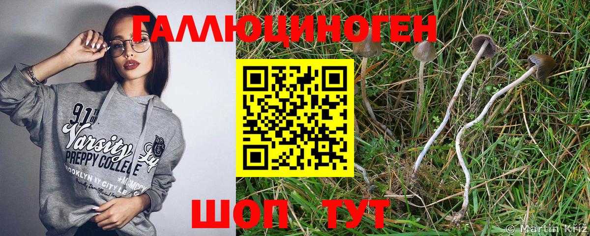 Псилоцибиновые грибы Psilocybine cubensis Дагестанские Огни